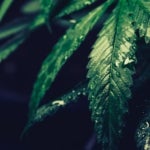 featured-image-medical-marijuana-11ZLwqPQs