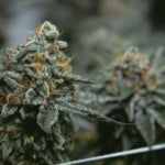 featured-image-weed-blog-122tNcrA2e3