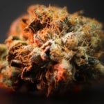 featured-image-weed-blog-202snKfrfMk