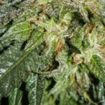 featured-image-weed-blog-230B2x-Dcu6