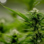featured-image-weed-blog-265mqbWqwmA