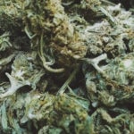 featured-image-weed-blog-28MHiDM1GD