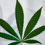 featured-image-weed-blog-43FuHZ-0Ym