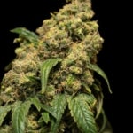 featured-image-weed-blog-60fcSc9NmJ