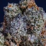 featured-image-medical-marijuana-221o09x-xFv