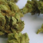 featured-image-medical-marijuana-42KoLReZex
